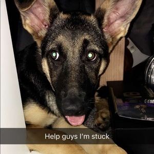 Meet your Posher, Olivia